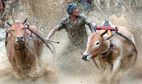  Joki mengendalikan jawi (sapi) ketika berlangsungnya 