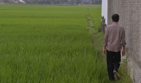 Joko Widodo berjalan di pematang sawah di Desa Gentasari, Kroya, Cilacap, Jawa Tengah, Jumat (13/6). 