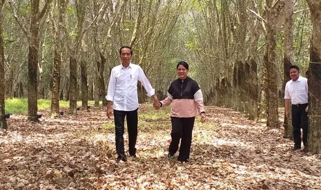 Jokowi berkunjung ke perkebunan karet. Presiden Jokowi berkunjung ke lahan perkebunan karet Balai Penelitian Perkebunan Karet Rakyat, Sembawa, Sumatra Selatan, Sabtu (9/3).