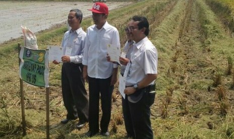 jokowi panen varietas padi IPB