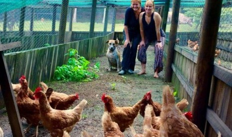 Julie O’Shea (kiri), bersama temannya Elke Meyer, berusaha merumahkan hampir 400 ayam dalam waktu kurang dari dua hari.