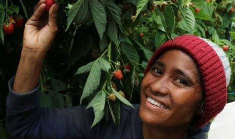  Jumlah pekerja pemetik buah Timor Leste di Tasmania semakin banyak. 