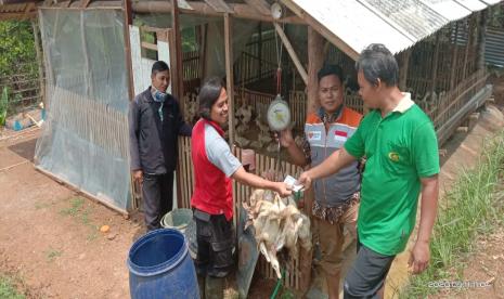  Kabar bahagia kembali datang dari salah satu penerima manfaat program ketahanan pangan Rumah Zakat. Jum’at (11/9), Trisno salah satu penerima manfaat berhasil melakukan panen perdana.