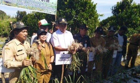 Kabupaten Humbang Hasundutan menghasilkan bawang putih