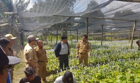 Kabupaten Kolaka Timur sebagai plot proyek pengembangan kakao berbasis korporasi