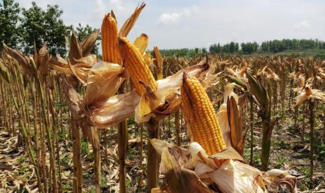 Kabupaten Lumajang, di bulan Maret hingga Mei 2020 memasuki masa panen jagung dan padi yang cukup luas.