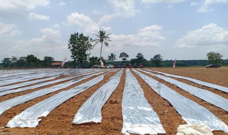 Kabupaten Pesawaran merupakan sentra cabai terbesar di Provinsi Lampung, tepatnya di Desa Trimulyo, Kecamatan Tegineneng.