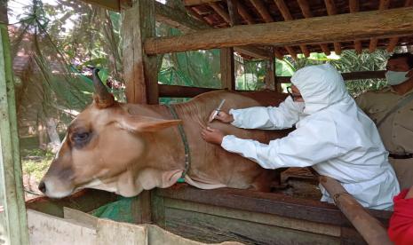 Kabupaten Purbalingga memastikan jumlah stok hewan kurban mencukupi untuk menyambut hari raya kurban Idul Adha 1443 H. Saat ini seluruh ternak yang suspek Penyakit Mulut dan Kuku (PMK) juga telah dinyatakan sembuh.