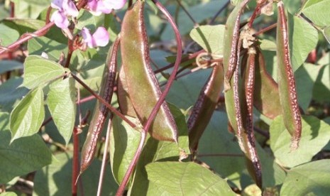 kacang komak