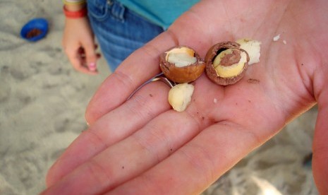 Kacang Macademia