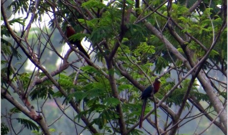 Kadalan Birah atau Chesnut-breasted Malhoka (Phaenicophaeus curvirostris) di IPB.