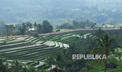 Kain merah putih terbentang di tengah sawah untuk memperingati HUT ke-74 Proklamasi Kemerdekaan Republik Indonesia di obyek wisata Jatiluwih, Tabanan, Bali, Rabu (14/8/2019).