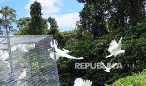 Kakaktua Koki (Cacatua galerita) terbang kedalam alam bebas di Pangkalan Komando Armada III, Distrik Katapop, Kabupaten Sorong, Papua Barat, Selasa (28/9). BBKSDA Papua Barat melepas liarkan satwa endemic Papua Barat berupa 30 ekor Kakaktua Koki, 3 ekor Mambruk (Goura cristata), 2 ekor Bayan (Aves) dan 2 ekor nuri kepala hitam (Lorius Lory) hasil dari translokasi dari Provinsi Sulawesi Utara dan patroli rutin. 