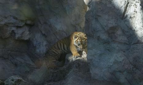 Kala, seekor anak harimau Sumatra yang berusia tiga bulan di kebun binatang Bioparco di Roma.