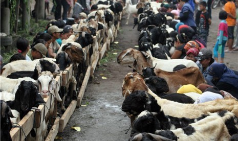 Dompet Dhuafa terus mengembangkan sentra peternakan kambing. Foto kambing (ilustrasi)