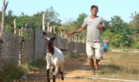 Kambing (ilustrasi)