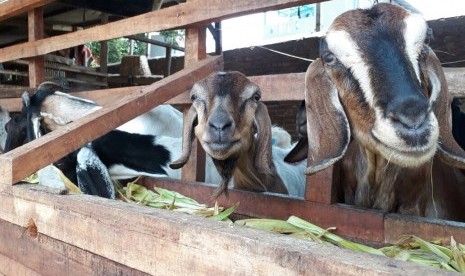 Kambing-kambing yang dijual di Kawasan Kebon Melati, Pasar Tanah Abang, Senin (7/8).