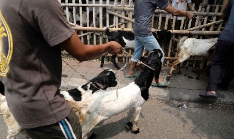 Kambing merupakan salah satu hewan kurban.