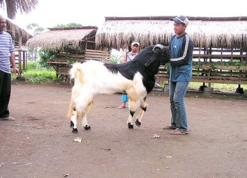 Kambing Ettawa