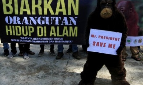 Kampanye selamatkan orangutan. (Ilustrasi) 