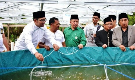 Kandidat Gubernur Jabar Ridwan Kamil mengaku takjub melihat potensi budi daya ikan lele yang dikembangkan oleh Pondok Pesantren Al Masthuriyah, Kabupaten Sukabumi