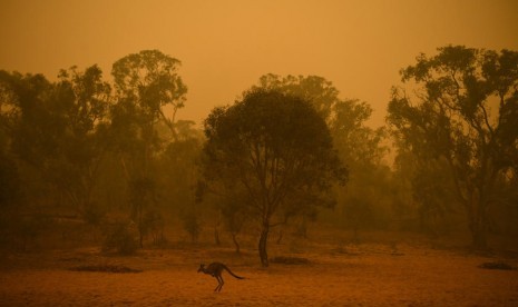 Kanguru tampak di kawasan semak hutan Australia dengan langit oranye akibat kebakaran hutan di sekitar Canberra, Australia, (5/1) tahun 2020.