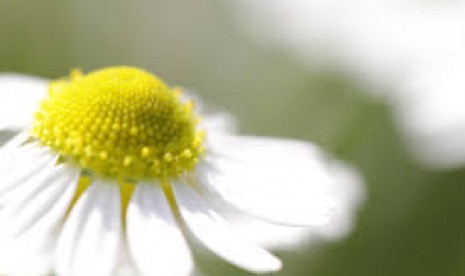 Kantung teh chamomile yang sudah diseduh bisa mengurangi pembengkakan mata.