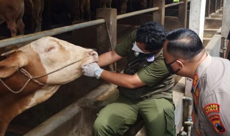 Petugas saat memantau kesehatan ternak sapi di kandang komunal. 