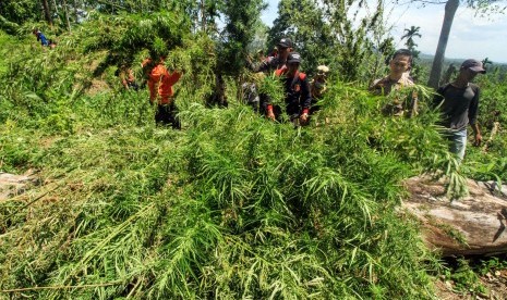 Ladang ganja (ilustrasi)