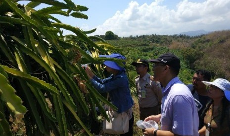  karantina China melakukan kunjungan selama tiga hari ke Denpasar, Bali, terkait protokol masuknya buah naga Indonesia ke China