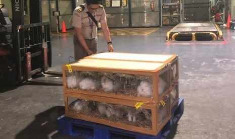 Karantina Pertanian Bandara Soekarno Hatta, Cengkareng, Tangerang, Banten. Mentan Syahrul Yasin Limpo telah melakukan inspeksi terhadap Karantina Pertanian di Bandara Soekarno Hatta sebagai antisipasi penyebaran virus corona jenis baru.