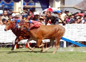 Karapan sapi