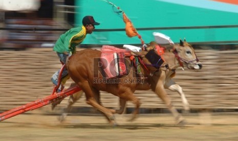 Karapan sapi yang menjadi budaya khas warga Madura.