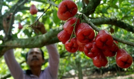 Karsipan petani buah jambu air merah delima memanen buah miliknya di Betokan, Demak, Jateng, Senin (24/6).