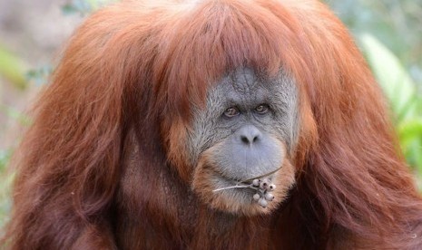 Karta si orangutan