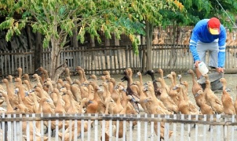 Karyana (45) memberi pakan bebek di sebuah peternakan bebek pedaging di desa Terusan, Indramayu, Jawa Barat, Selasa (8/1).