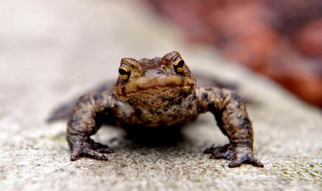 Katak (ilustrasi). Racun katak mengandung psidelik alami.