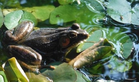 Katak Kerbau dari Amerika