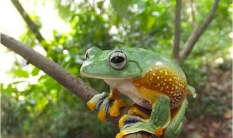 Katak Pohon Hijau