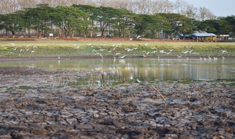 Kawanan burung kuntul mencari ikan di kubangan air yang tersisa di dasar Waduk Saradan, Kabupaten Madiun, Jawa Timur. BPBD Ngawi mendistribusikan air bersih ke sejumlah desa yang mengalami kekeringan.