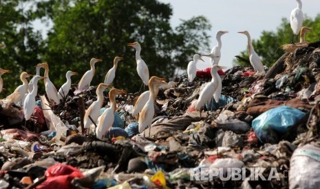 Kawanan burung kuntul putih (babulcus ibis) mencari makan di Tempat Pembuangan Akhir (TPA) di Blang Bintang, Aceh Besar, Aceh, Jumat (22/2/2019). 