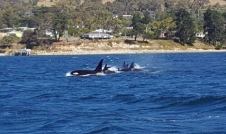 Kawanan paus pembunuh atau ‘Orcas’, ditemukan di mulut Sungai Derwent, di selatan Hobart.