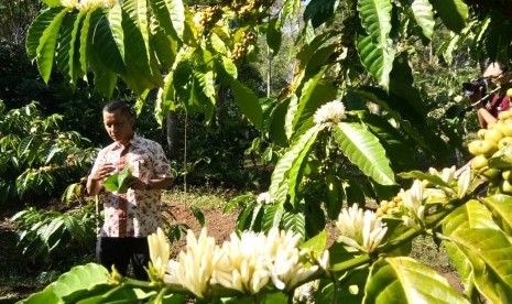 Kawasan Agrowisata Kebun Kopi MesaStila di Desa Losari, Kecamatan Grabag, Kabupaten Magelang, Jawa Tengah. 