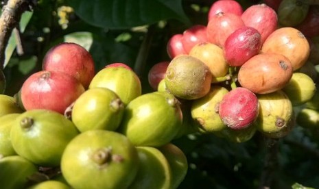 Kawasan Agrowisata Kebun Kopi ddi Kecamatan Grabag, Kabupaten Magelang, Jawa Tengah. Festival Kopi Magelang akan digelar pada 2 Oktober 2021. 