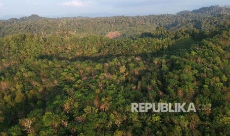 Kawasan hutan Desa Durian Rambun di Muara Siau, Merangin, Jambi