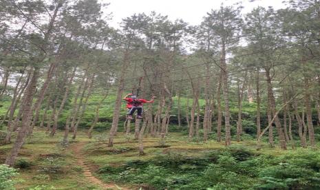 kawasan hutan pinus di wilayah Desa Cijambu Kecamatan Tanjungsari