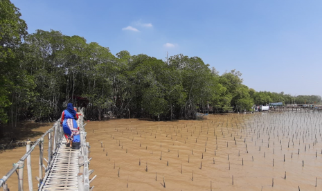 Kawasan hutan mangrove, yang ada di Kampung Tengkolak, Desa Sukakerta, Kecamatan Cilamaya Kulon, Karawang. 