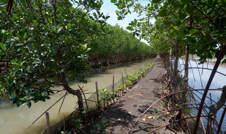 Kawasan mangrove di Mangkang, Semarang.