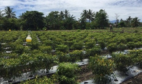 Kawasan perkebunan cabai di Sulawesi Tengah.