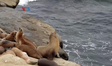 Kawasan pinggir laut La Jolla di San Diego. 